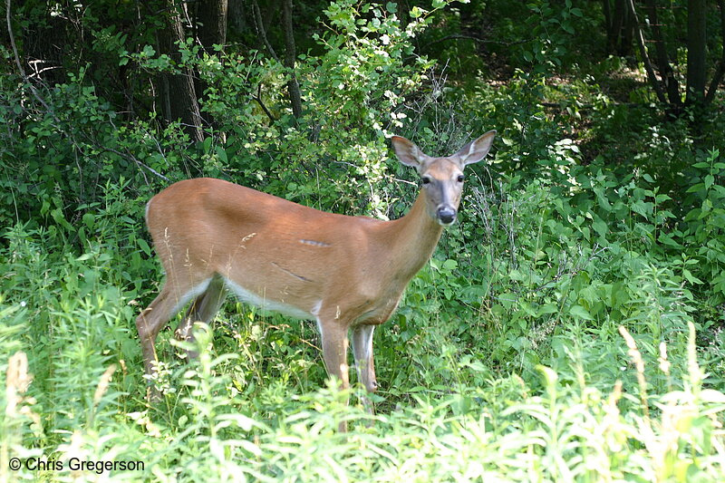 Photo of Deer at Willow River State Park(6540)