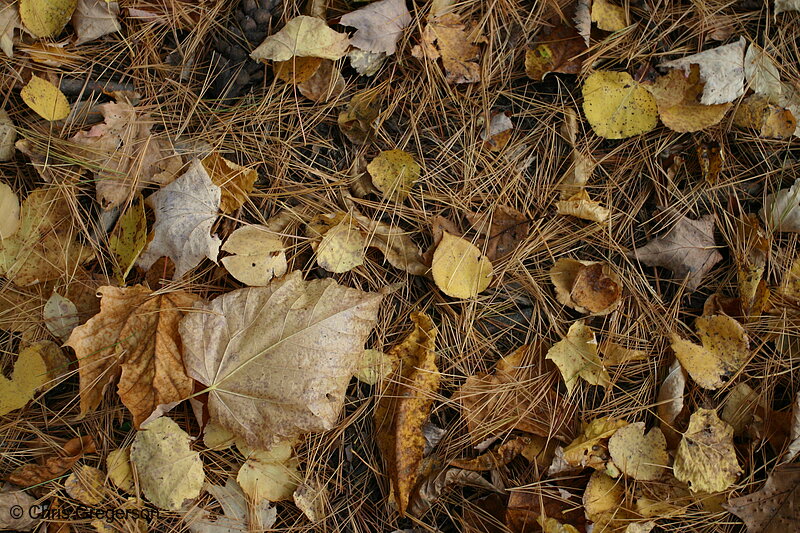 Photo of Leafs and Pine Needles on the Forrest Floor(6558)