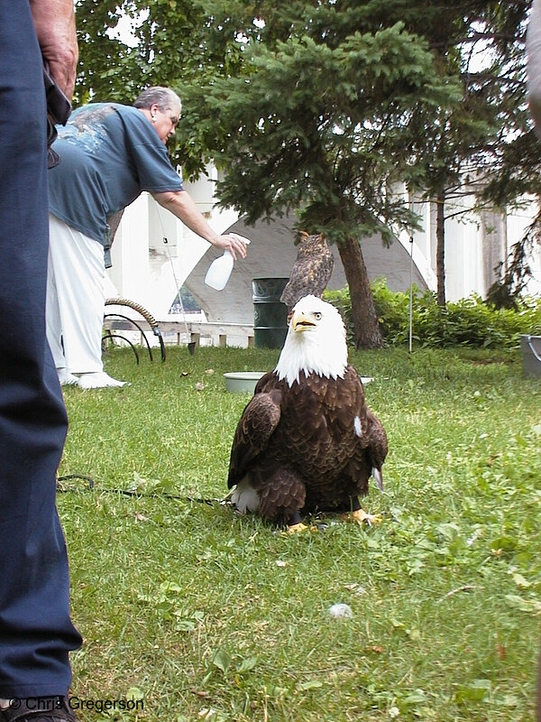 Photo of Bald Eagle from the Raptor Center(683)