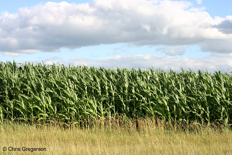 Photo of Cornfield in Summer(6844)