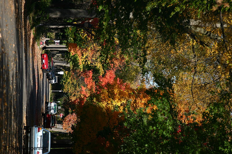 Photo of Bedford Street in Prospect Park in Autumn(6954)