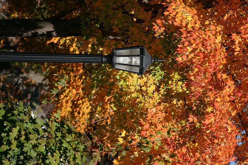 Photo of Streetlight and Autumn Colors, Bedford Street(6955)
