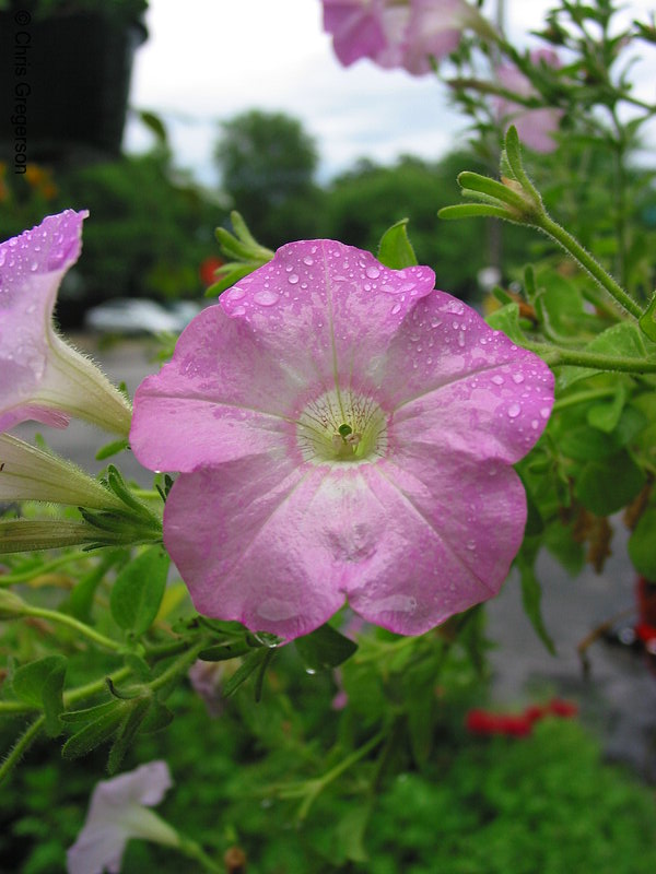 Photo of Pink Hibiscus Flower(6976)