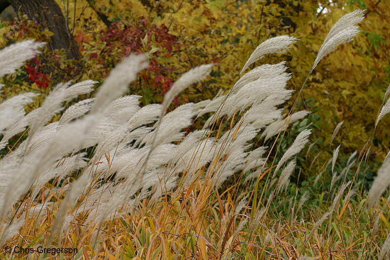Photo of Grasses Along the Willow River, New Richmond, WI(7172)
