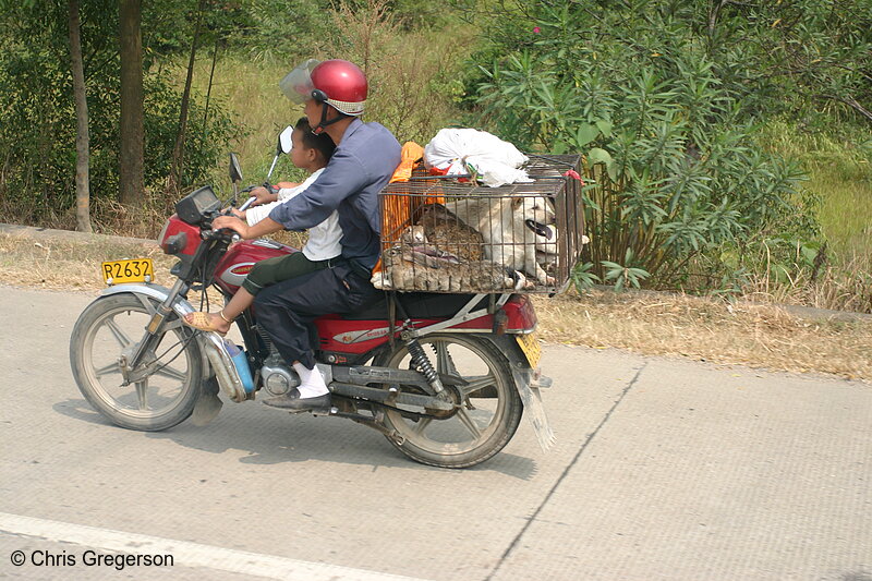 Photo of Man and Boy on Dayan Motorcycle with Dog and Rabbits(7274)