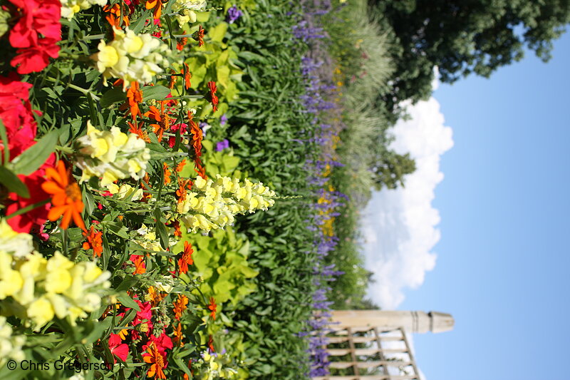 Photo of Flowers at the Minnesota Landscape Arboretum(7338)
