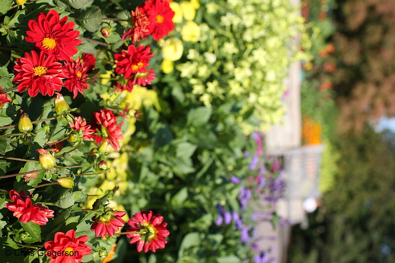 Photo of Flower Garden, Minnesota Landscape Arboretum(7341)