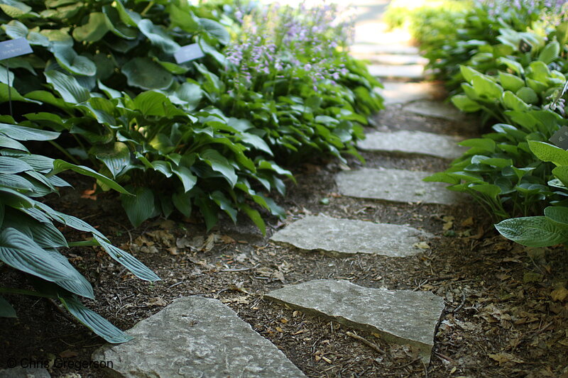 Photo of Stone Path in Hosta Glade, Landscape Arboretum(7351)