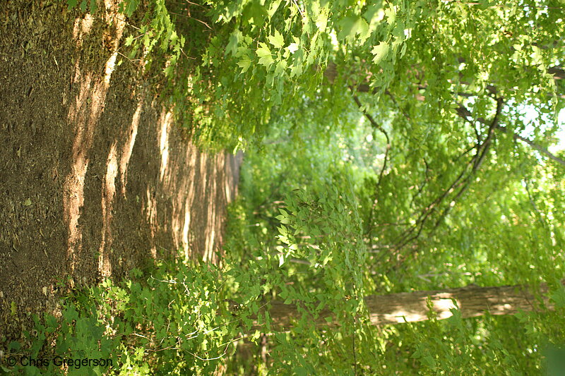 Photo of Hiking Path, Minnesota Landscape Arboretum(7358)