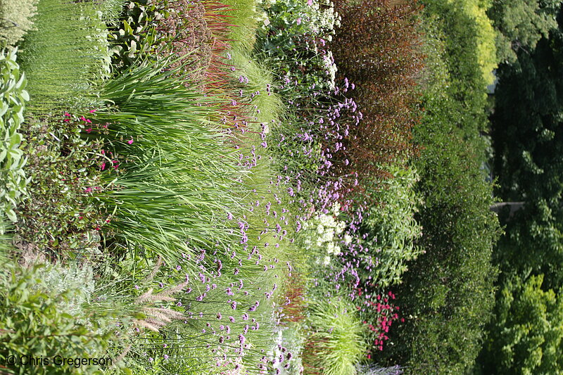 Photo of Flowers at the Noerenberg Memorial Gardens, Orono, MN(7372)
