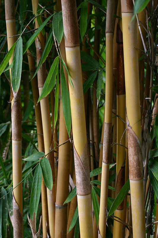 Photo of Bamboo Shafts Growing in the Philippines(7823)