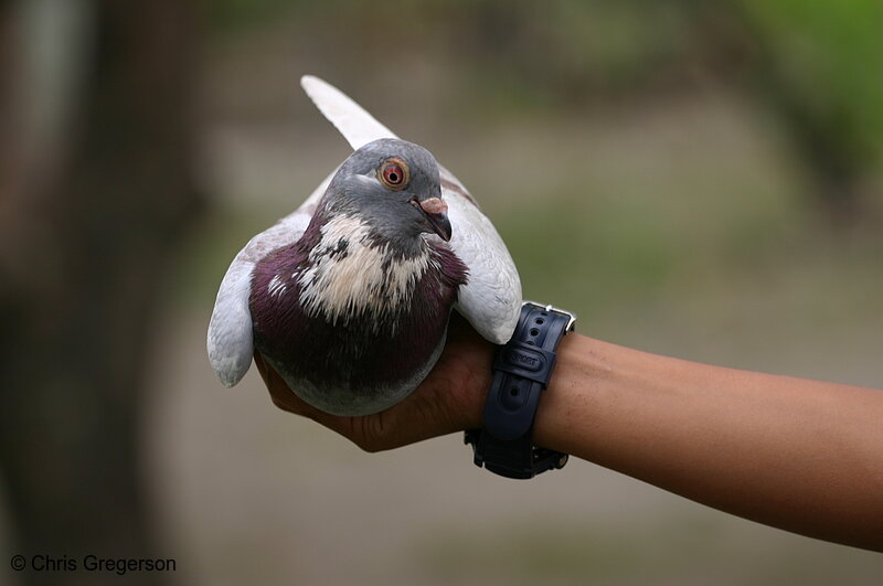 Photo of Pet Pigeon, Philippines(7829)