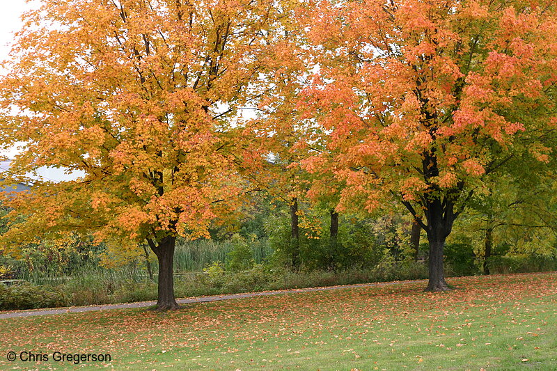 Photo of Fall Colors at Mary Park(7843)