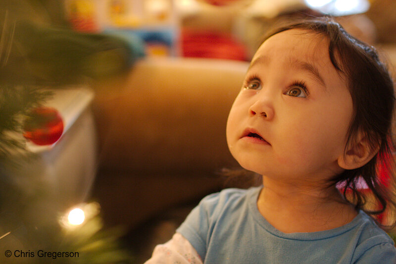 Photo of Toddler Looking up at Christmas Tree(8028)