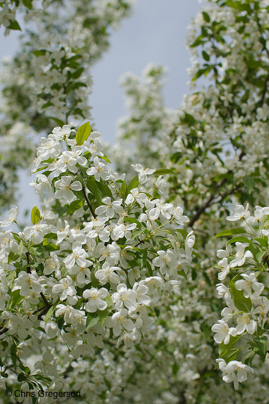 Photo of White Crab Apple Tree Flowers(8097)