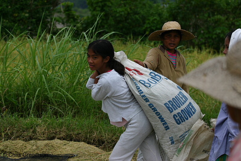 Photo of Harvesting Rice in Barangay Las Ud, Badoc(8116)