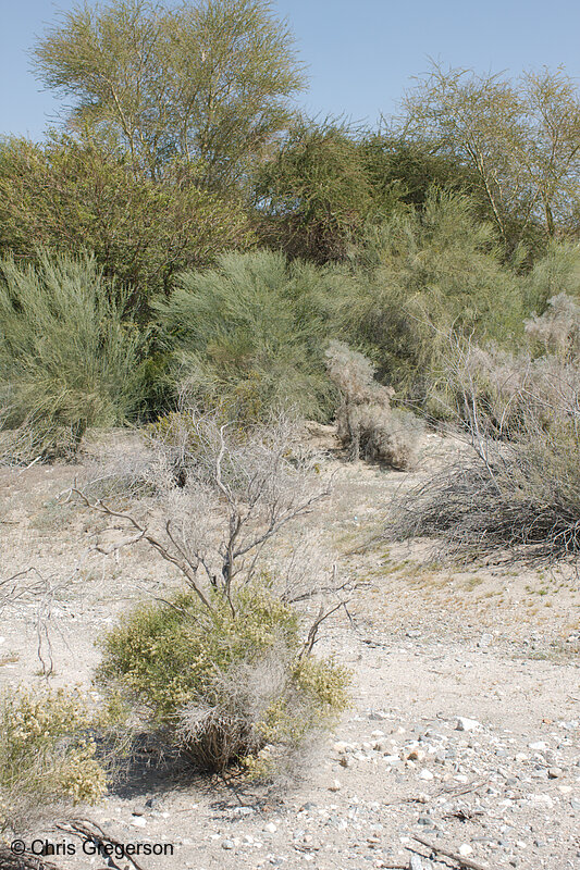 Photo of Plant Life at the Living Desert, Palm Desert, CA(8204)