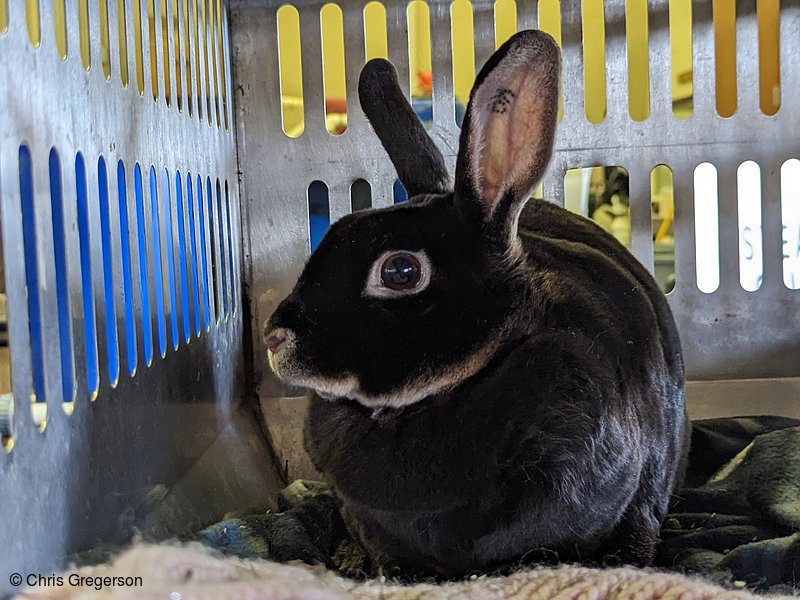 Gypsy the Rabbit