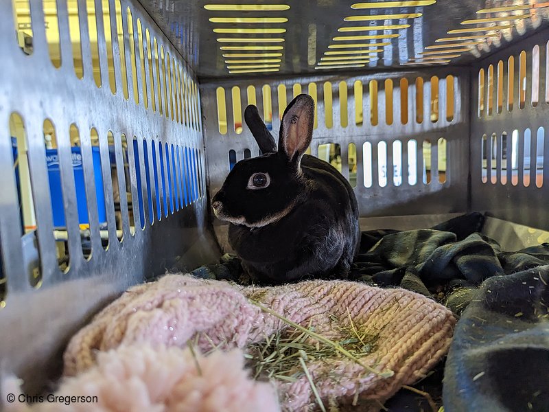 Gypsy the Rabbit in her Carrier