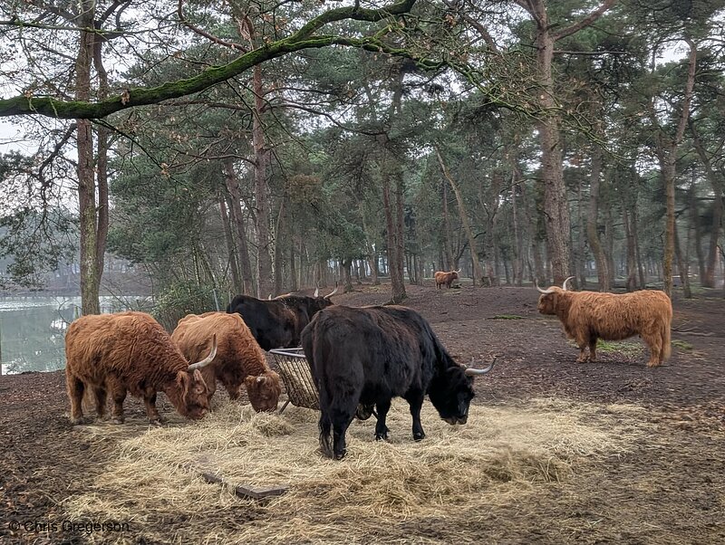 Zoo in the Netherlands 