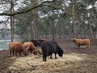 Zoo in the Netherlands 